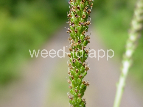 plantain, broadleaf